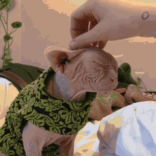 英短蓝白猫寿命一般多少年,这几种猫很乖巧适合家养