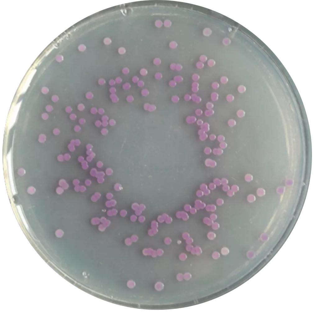 食品微生物沙门菌检验流程,食品中沙门氏菌的检测视频