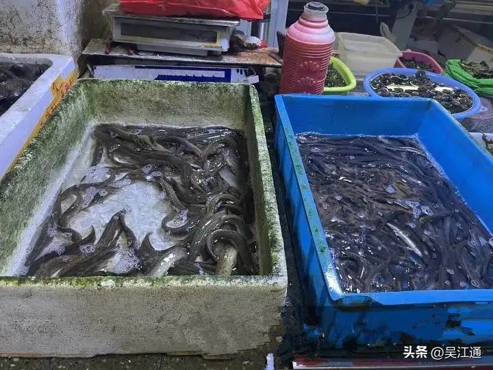 泥鳅发病怎么处理干净,泥鳅吃什么