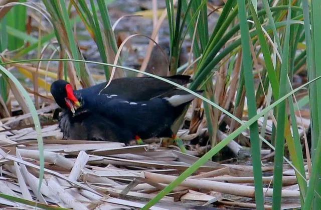 閲庨浮閲庡厰鎴愮伨瑙嗛,鏈変簺鍦版柟閲庨浮閲庡厰楦熺被绁稿搴勭