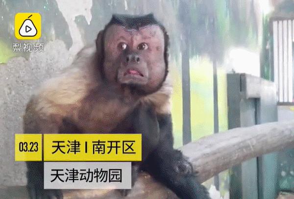 奇特长相的猴子,最像人脸的猴子