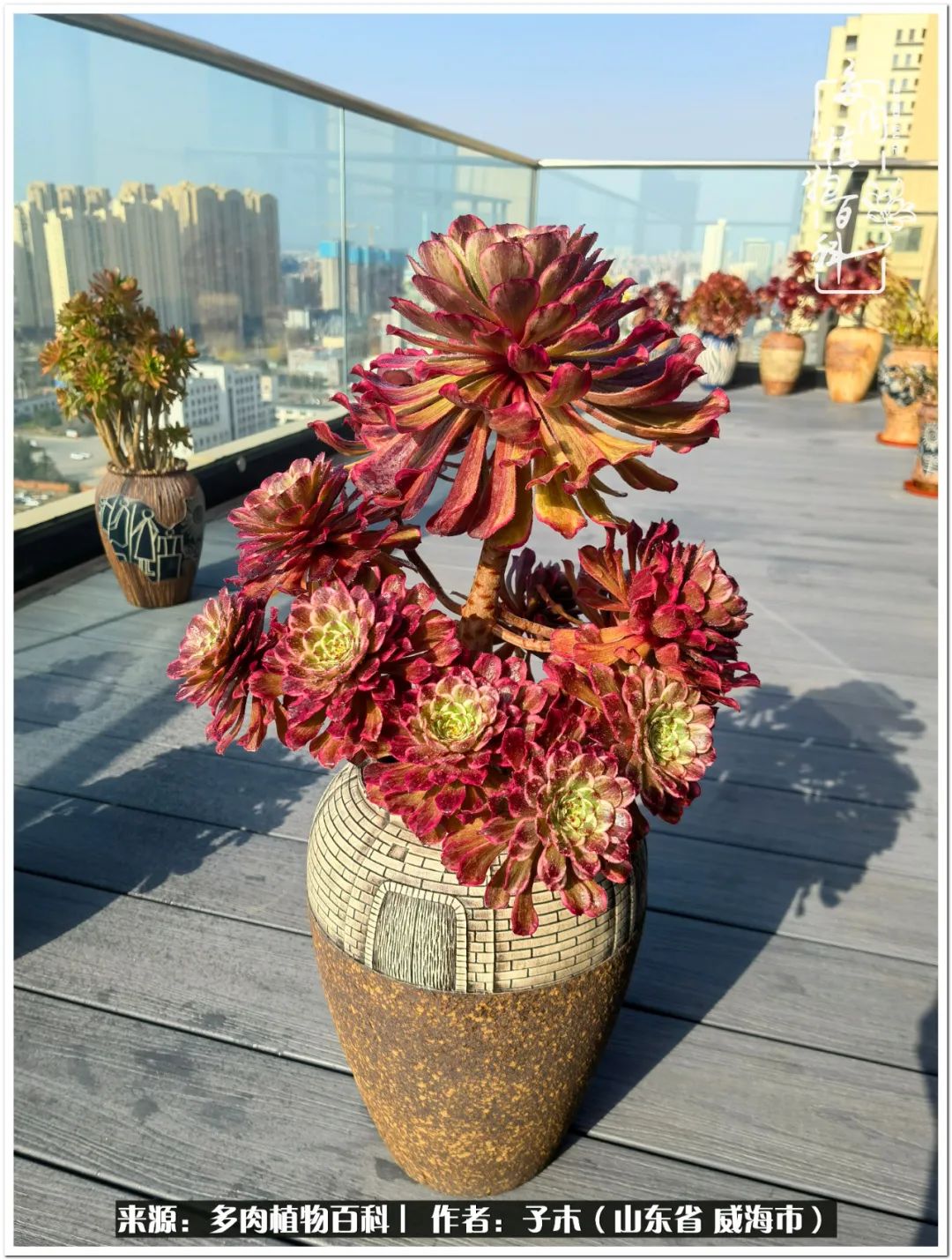 法师多肉成长史,法师多肉新手教程