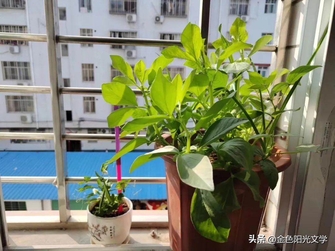 小小动物园日记100字,二年级动物园观察日记