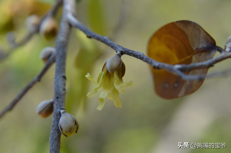 人口与北京相当，面积与*藏西**接近的尼日尔，有什么饥荒水果