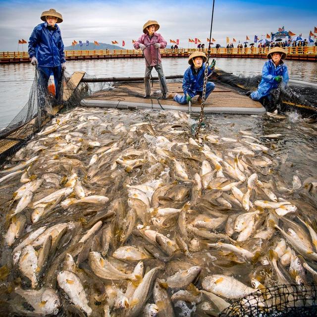 浙江渔民捕获4000多斤大黄鱼,渔民捕获野生大黄鱼