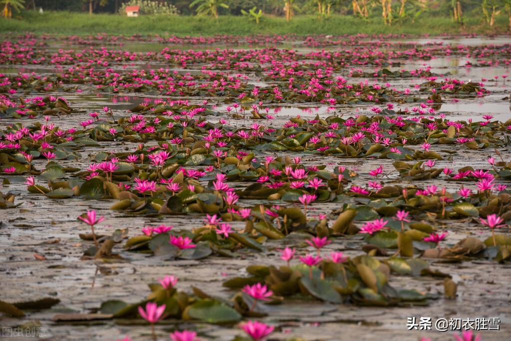 睡莲古诗文,睡莲的诗句古诗