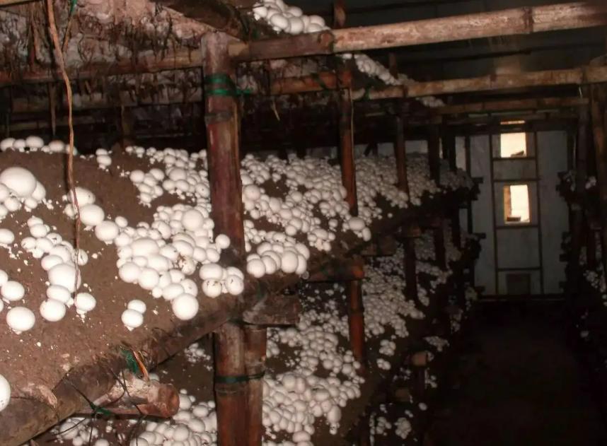 日本夫妇种植有机蔬菜,日本乡村两夫妻种菜