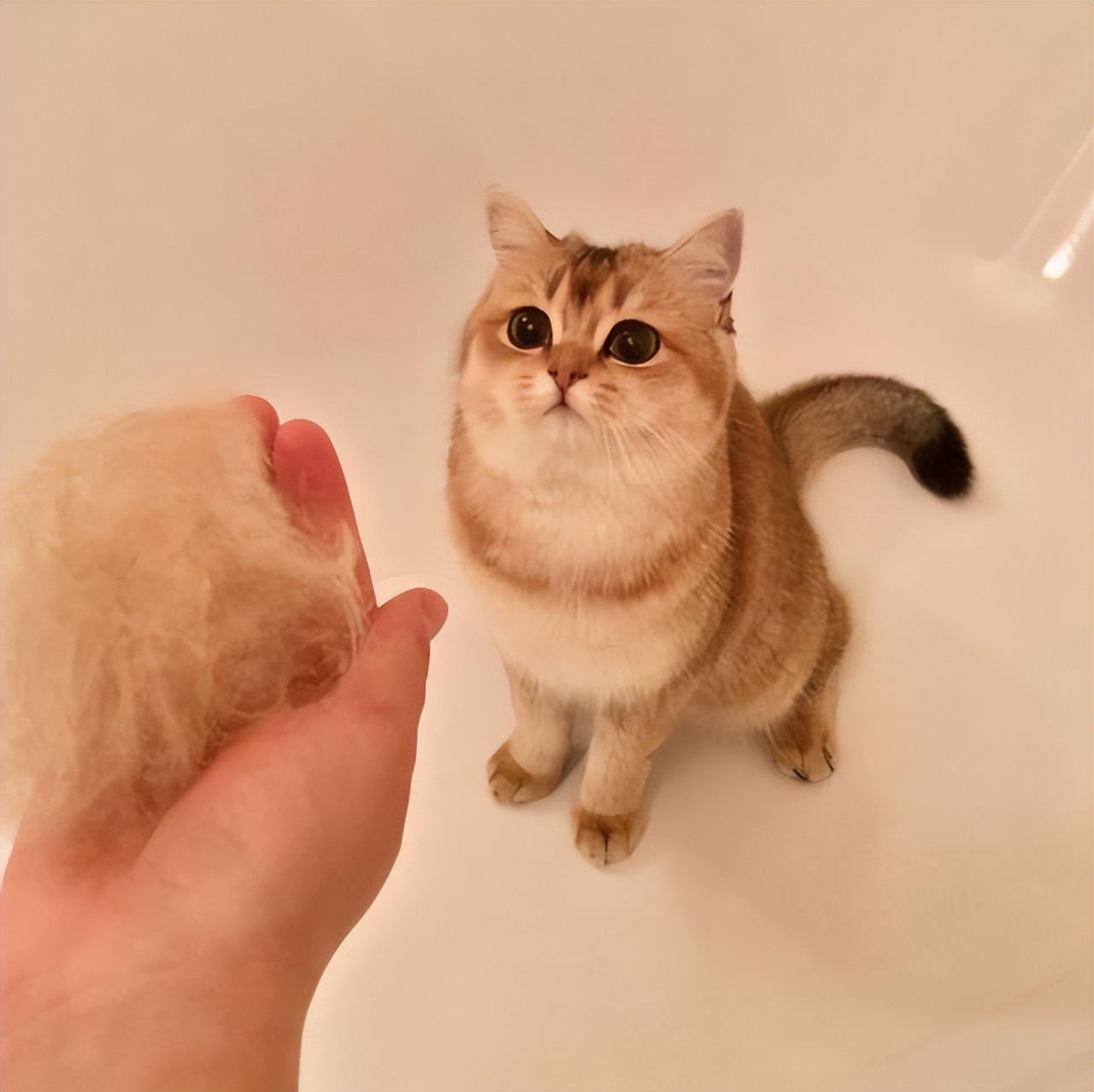 英短弃养,为啥英短越来越便宜了