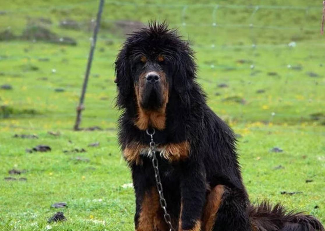 山东小古镇蟋蟀卖出3个亿,山东蟋蟀农村交易