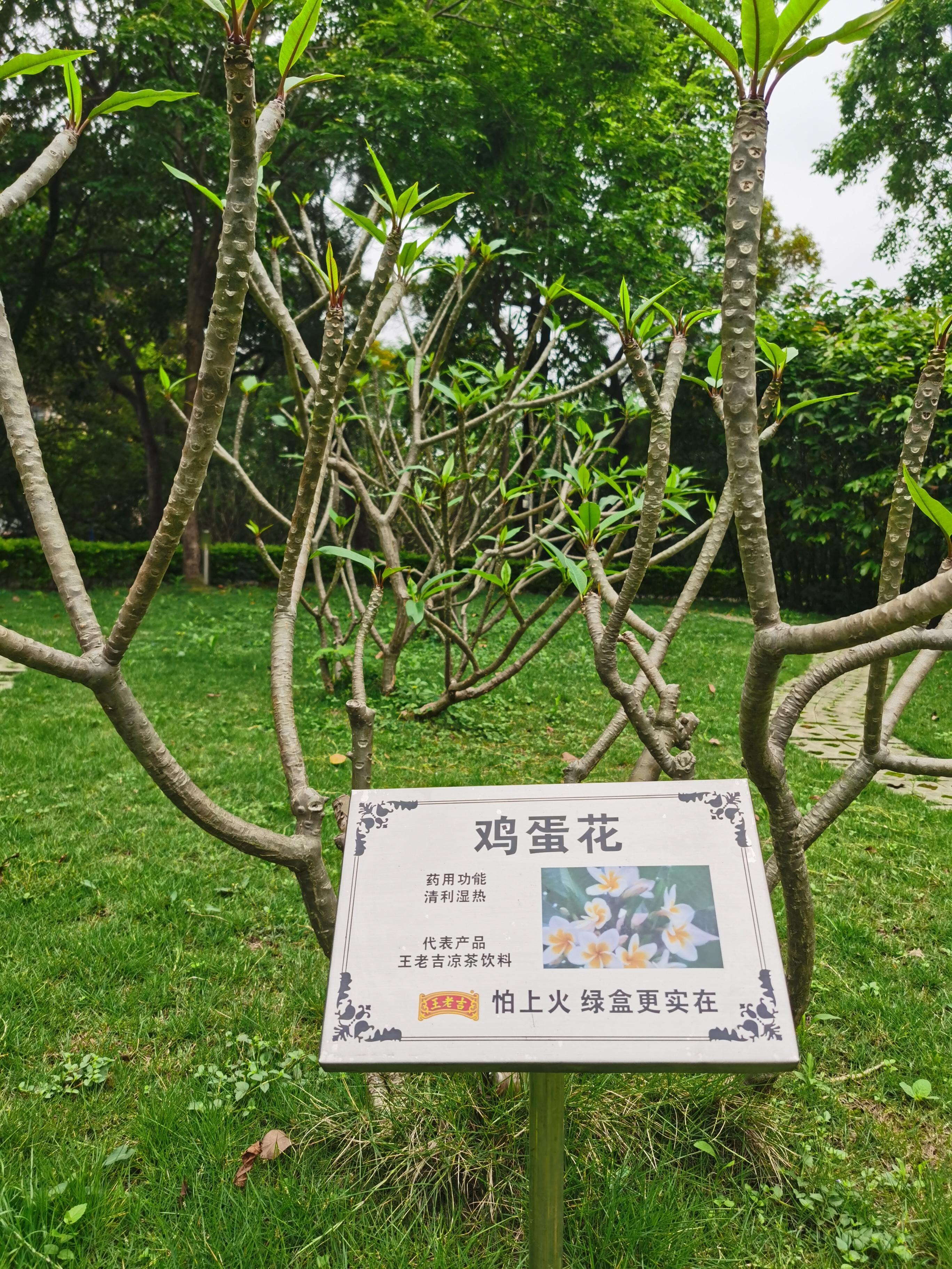 广东二十四味凉茶老字号,凉茶植物饮料王老吉