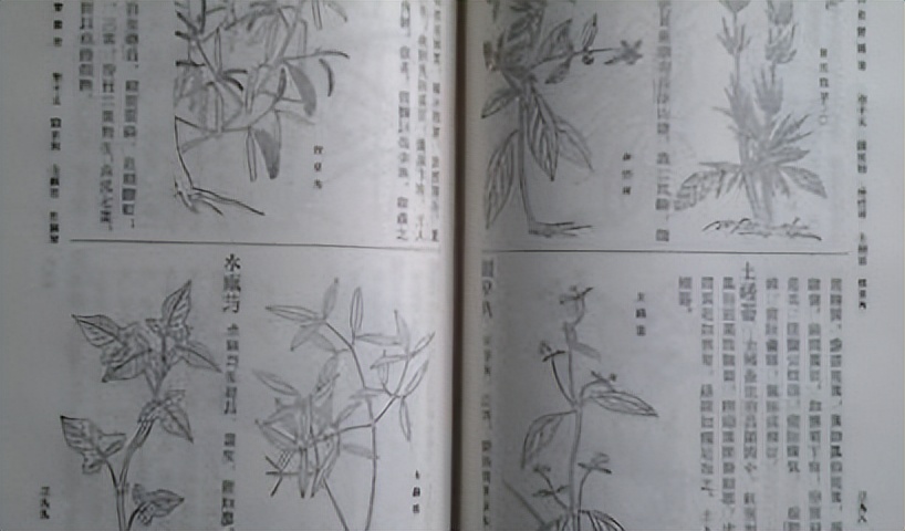 番荔枝要人工传粉吗,番荔枝来自哪里