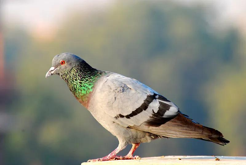 什么宠物对纯素食者最好,好养且可以食用的宠物有哪些