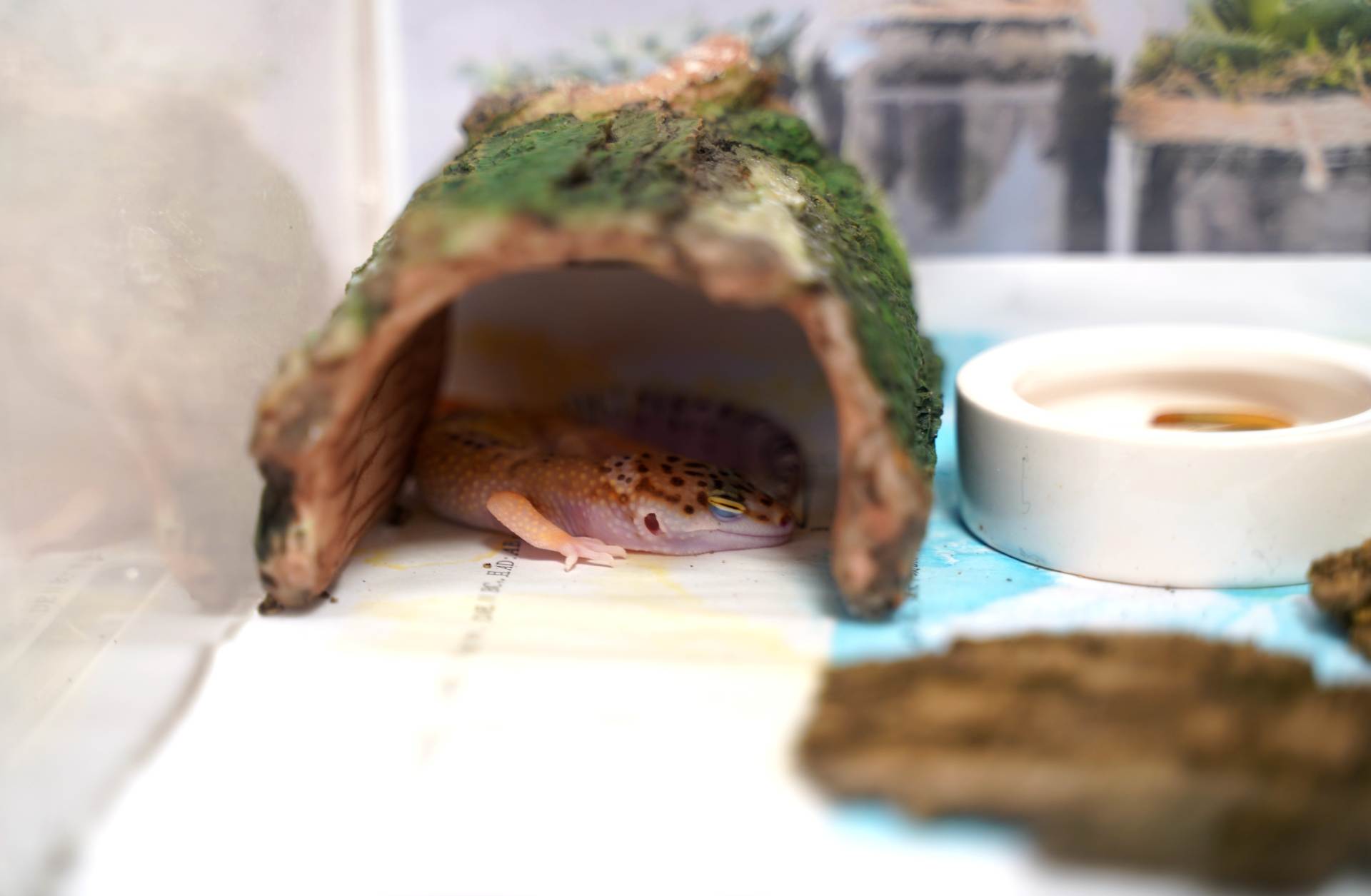 猫狗不停，除了猫狗，这些小可爱，你家的娃都养过了吗？