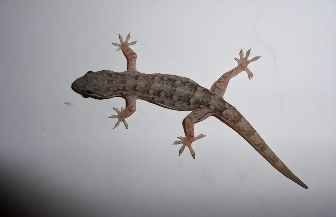 农村家里经常出现蝎子蜈蚣好不好,农村院子里的蝎子的克星