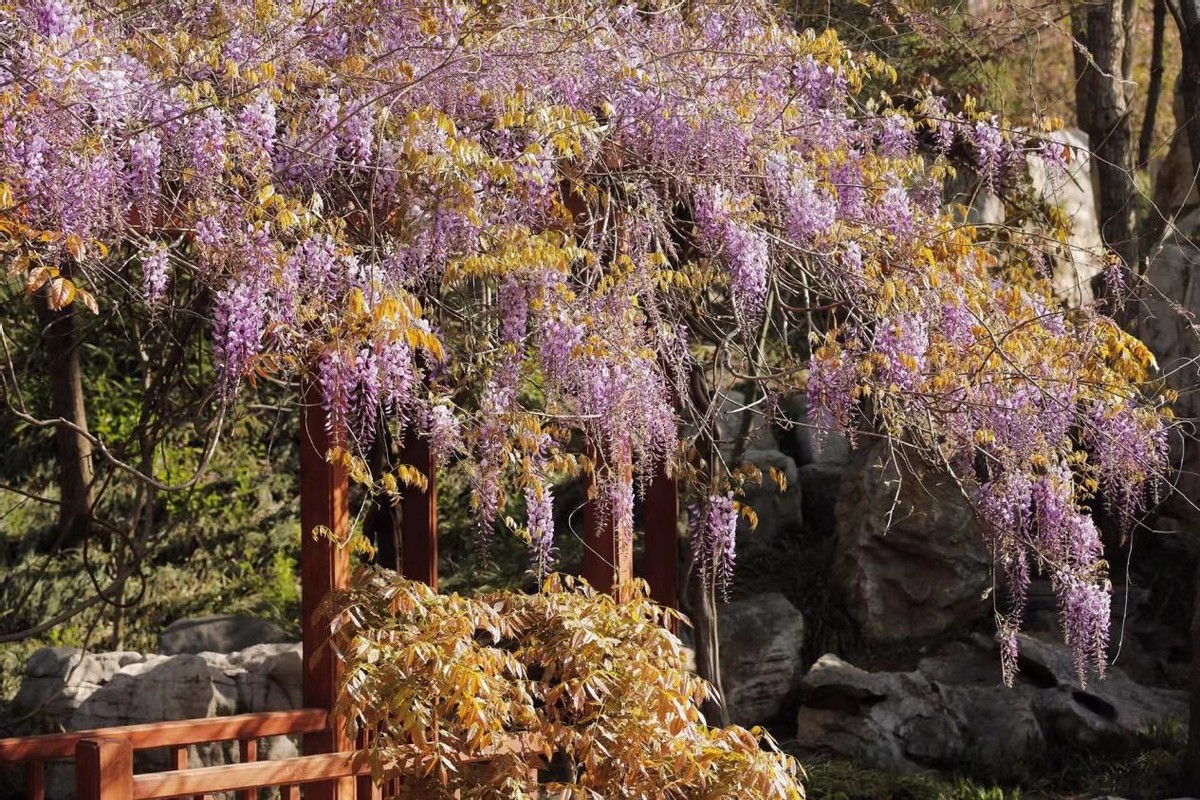 寻找最美春天｜花开四月，翻涌春日悸动！