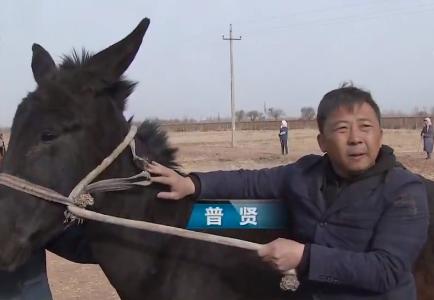 小伙三年养了4000头母驴，感情深厚一头也不卖，但一天还净赚4万