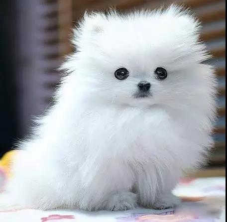 100多种名犬图片大全大图高清,100多种名犬图片大全大图