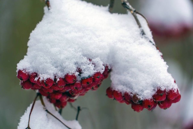 含有冬字的飞花令100首,关于冬的飞花令有哪些