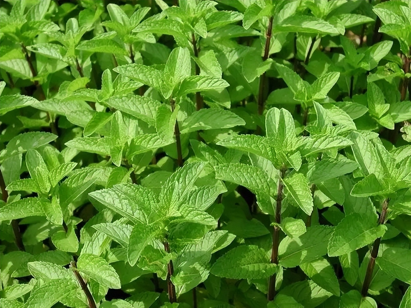 天气热懒人种什么花草好,适合户外种植的花草北方能种植吗