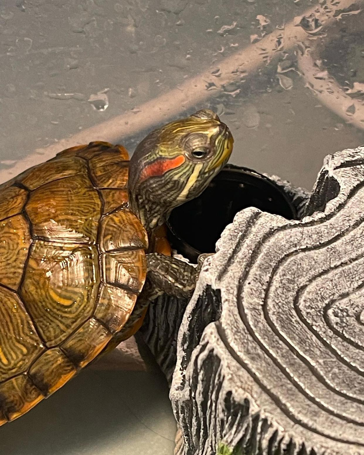 巴西龟一晒背甲就发白,巴西龟在水里泡的发白