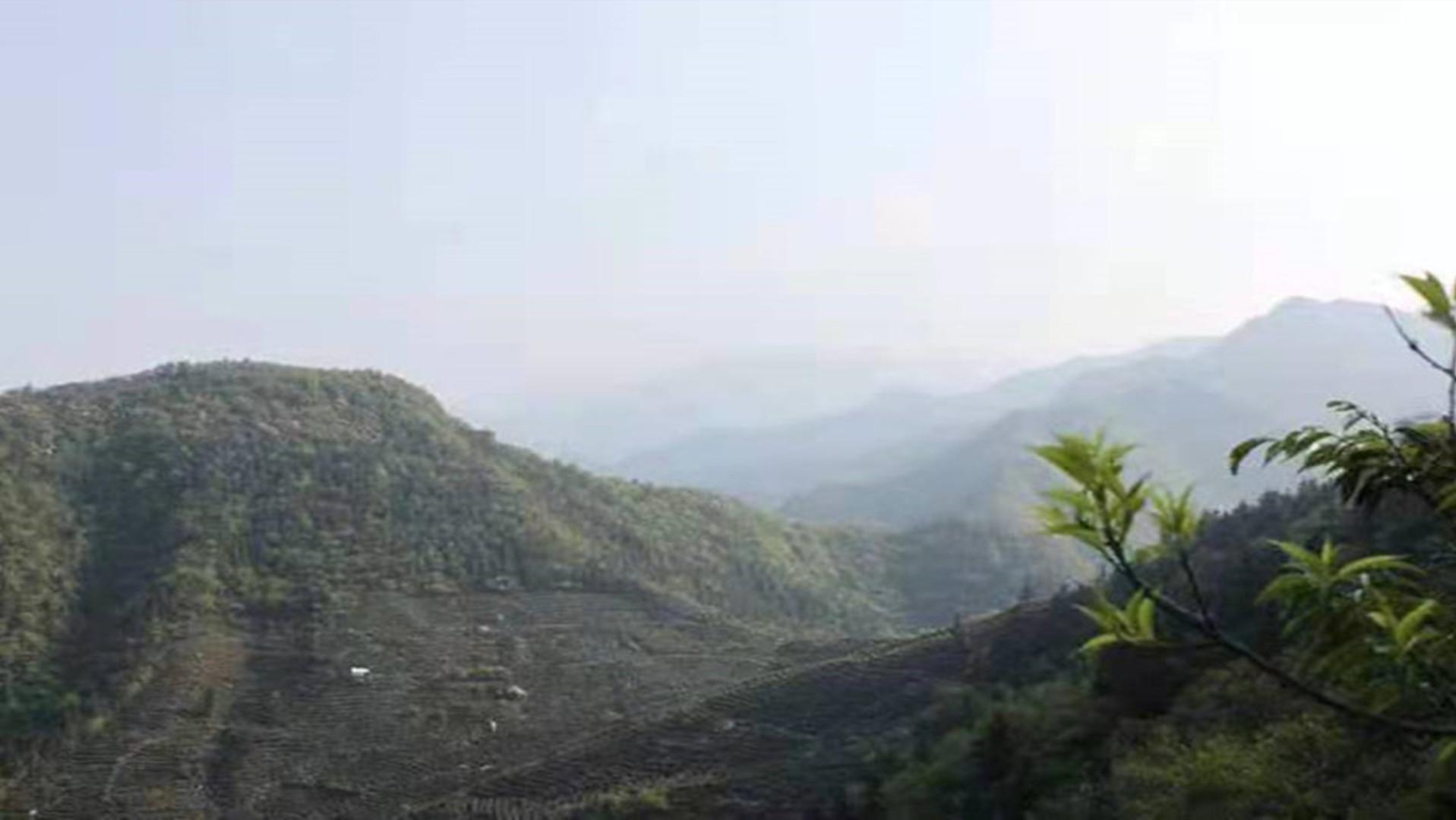 庐山正宗云雾茶,名茶庐山云雾之谜