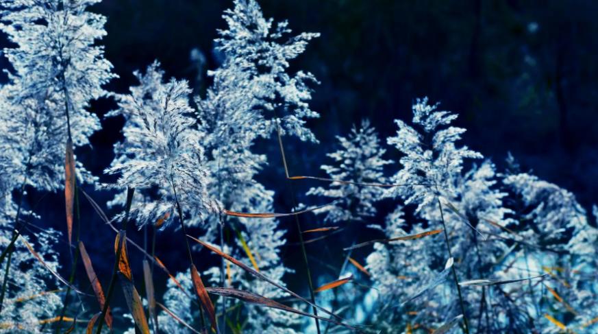 有关冬日的雨的诗句,描写寒冷的冬雨的诗句