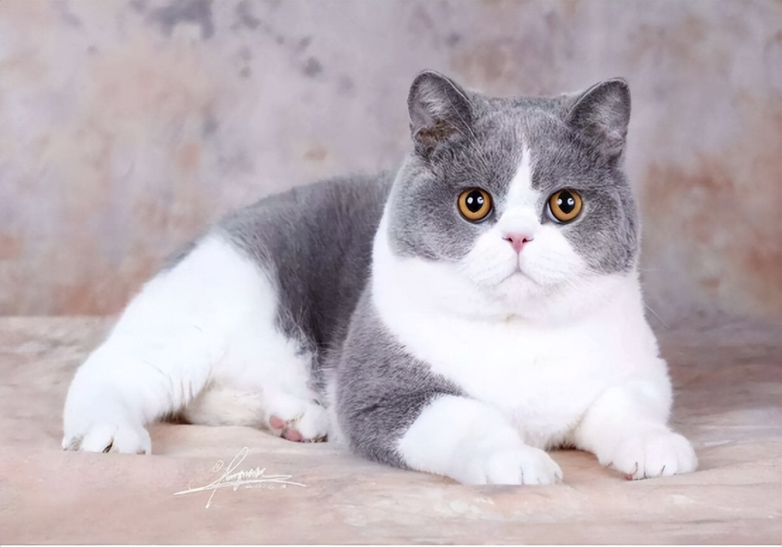 被猫咬伤后猫死亡,被猫咬伤猫毒发身亡