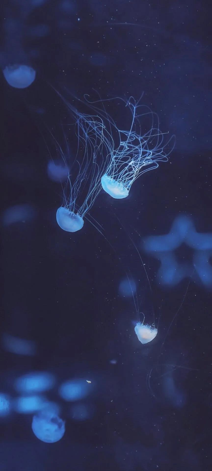 锁屏壁纸全屏壁纸,动态锁屏壁纸全屏高清120帧