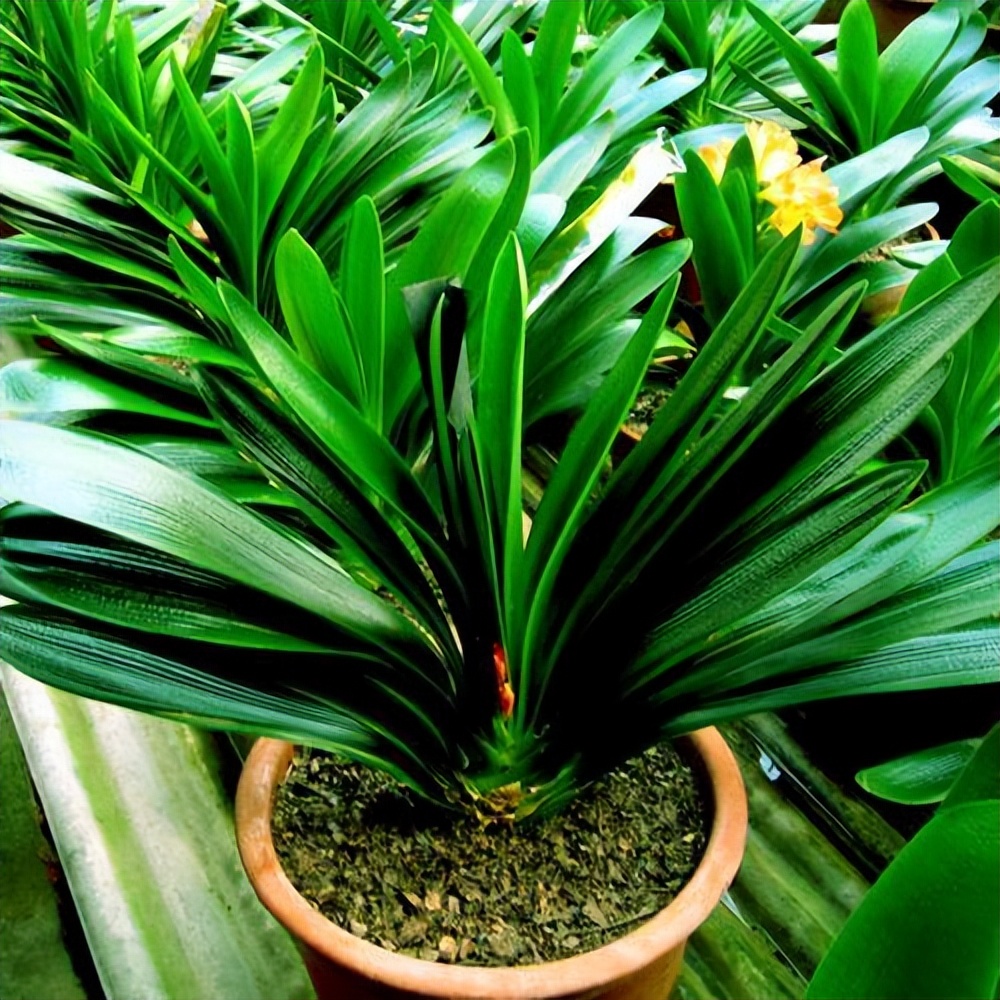 目前的君子兰怎样护养,怎么样能把君子兰养好