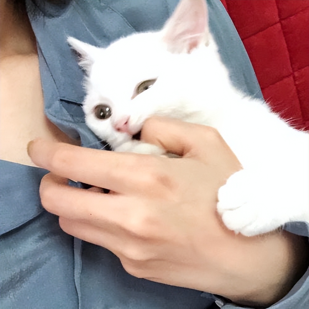 猫吐的颜色分析,猫咪吐褐色粘液是什么原因