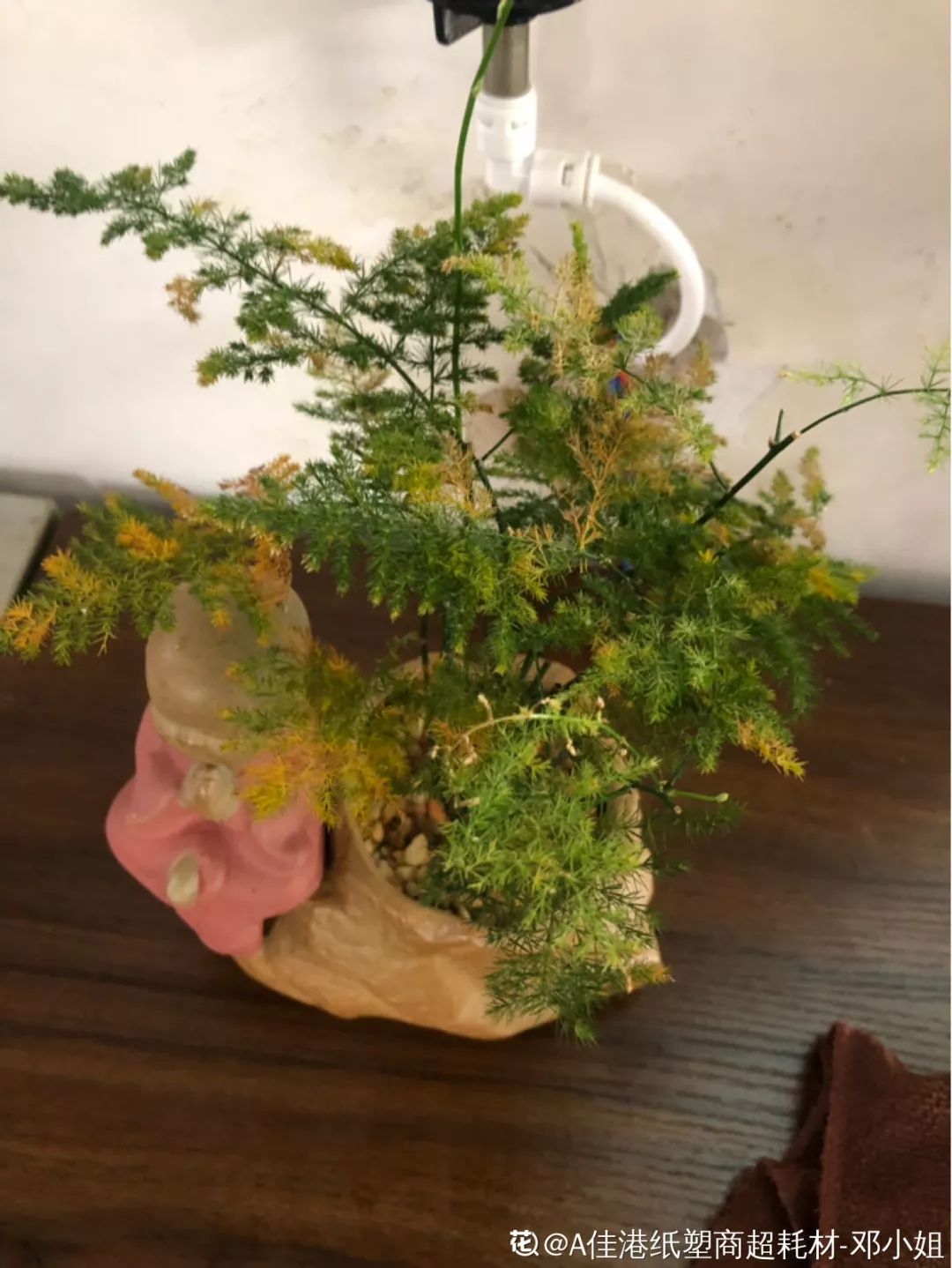 给花剃头,发财树剃光头后发了新芽长不大