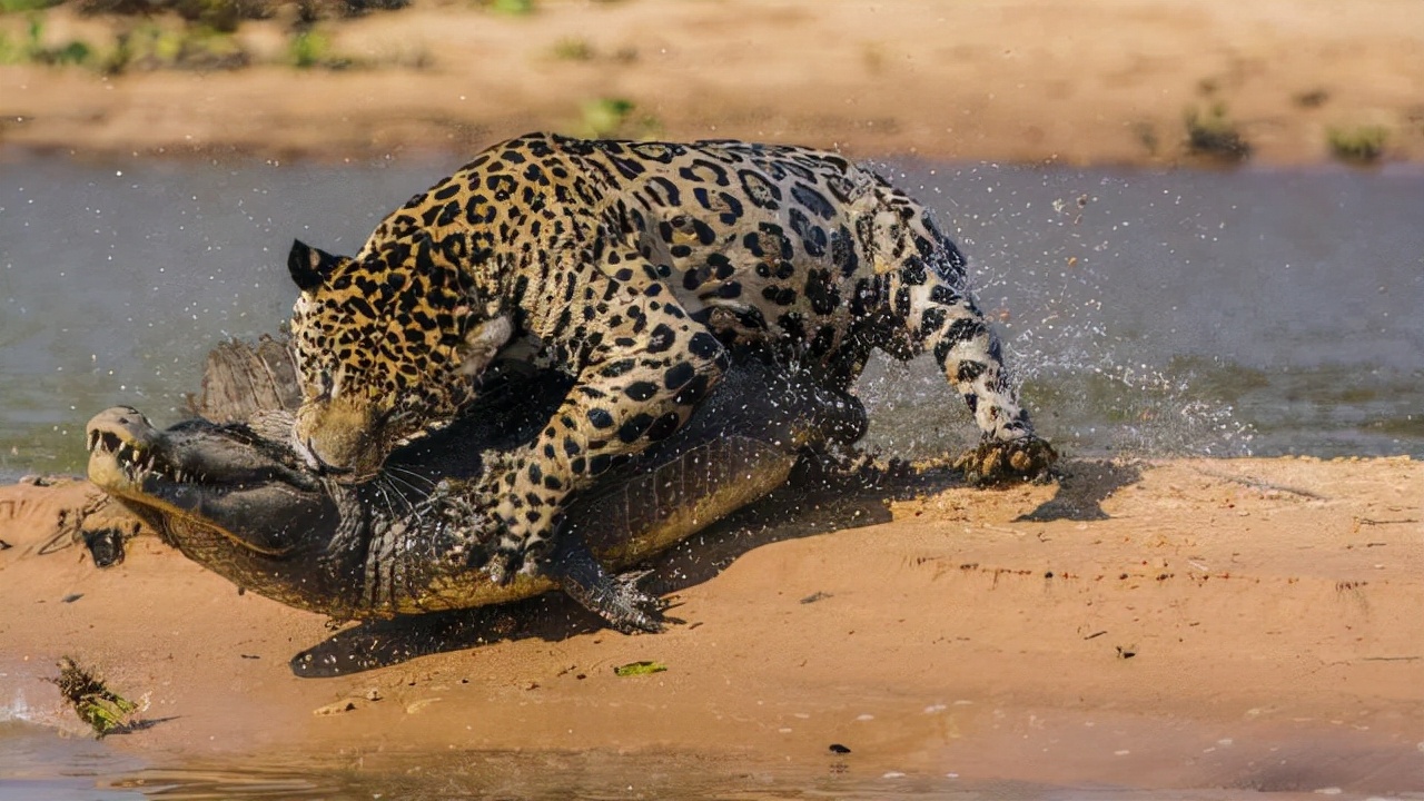 大白鲨咬合力真的只有400公斤吗,十大咬合力最强动物巨齿鲨