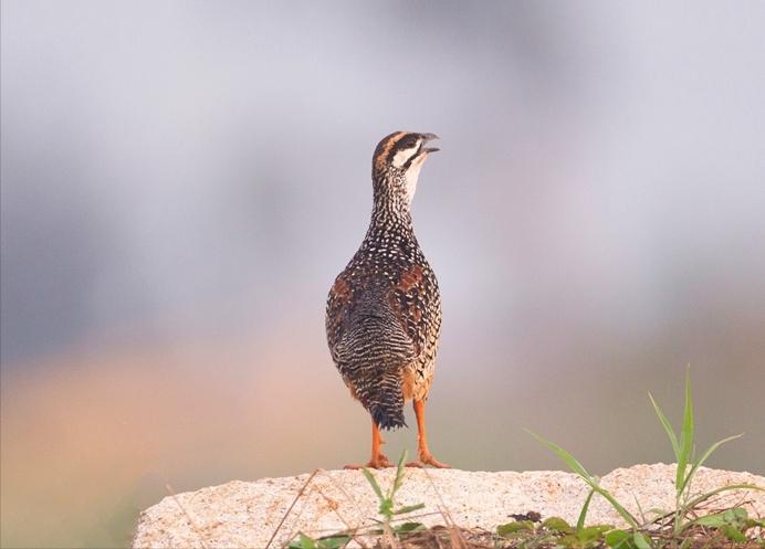 四川发现熊猫是真的吗,中华鹧鸪是濒危物种吗
