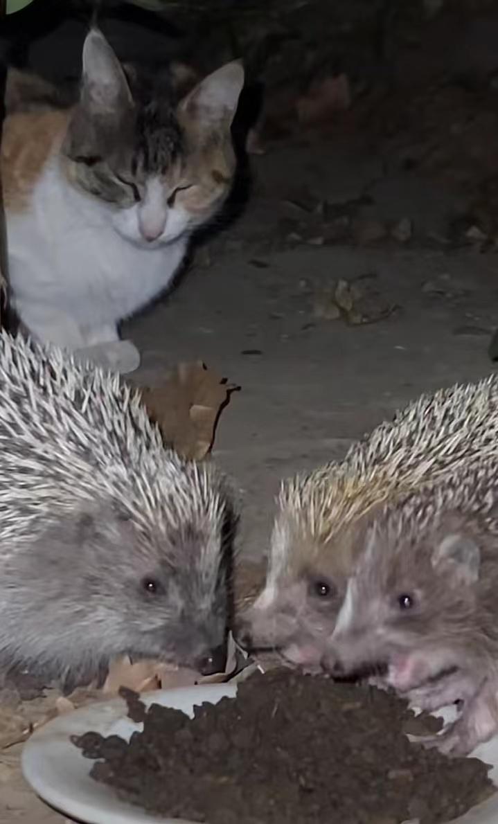 女子每日投喂流浪猫,网友投喂流浪猫引来一群猫后续