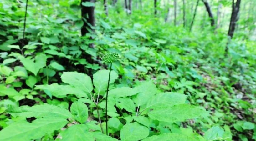 长白山长白人参,长白山长白