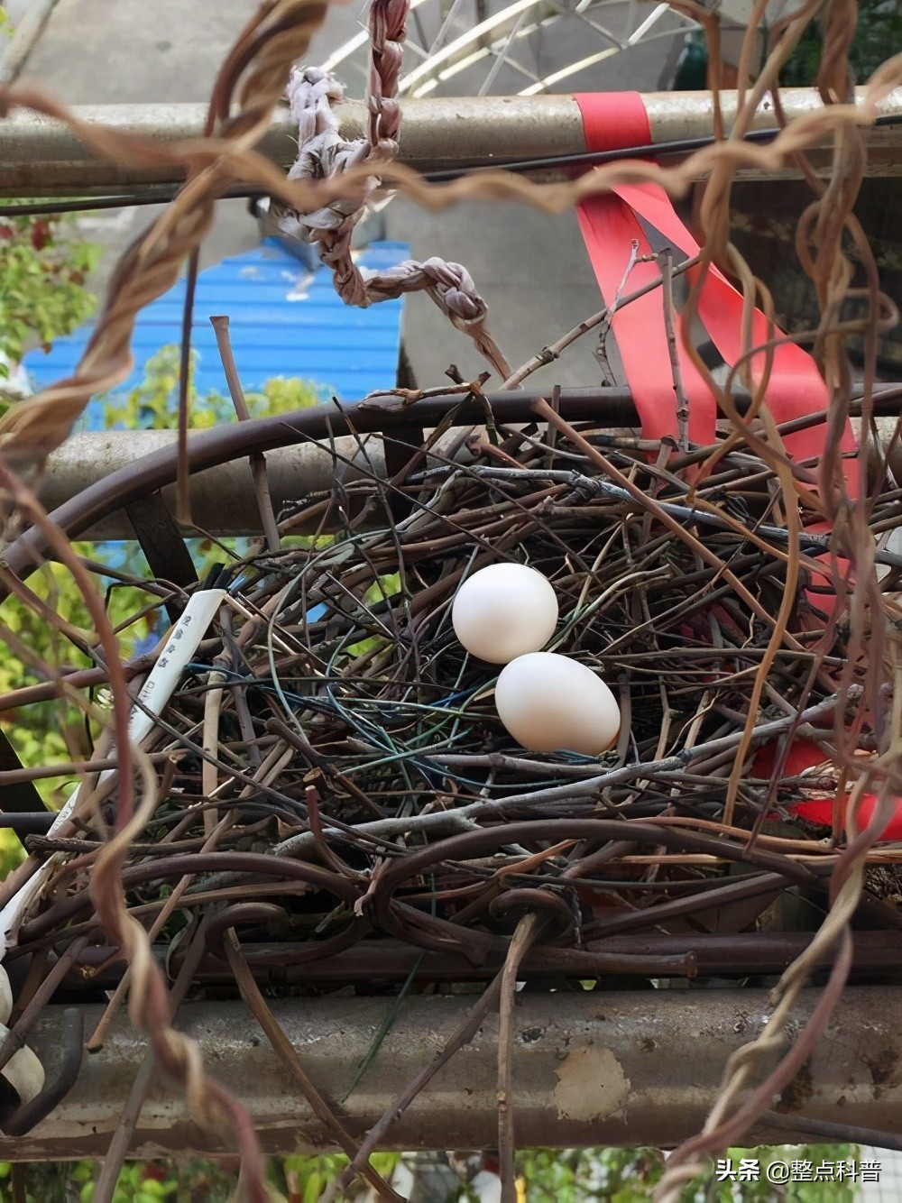 斑鸠能吃多少东西,斑鸠吃小斑鸠吗