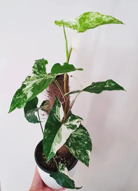 特别小众的4种室内观叶植物，容易养好，颜值高，但很少人了解