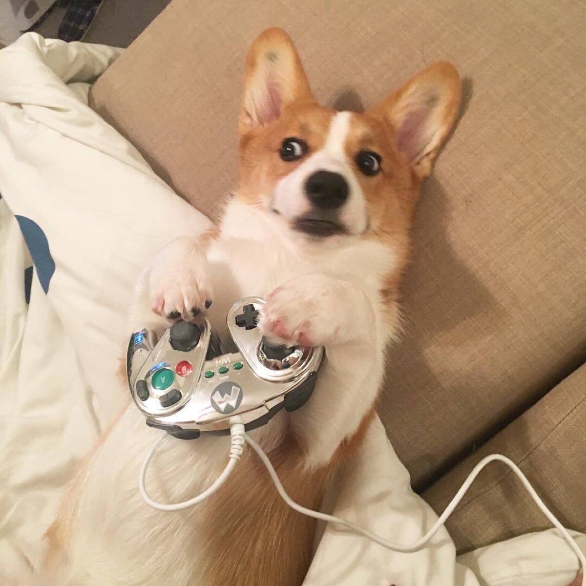 柯基犬吃什么补充营养,柯基犬吃什么食物补最好