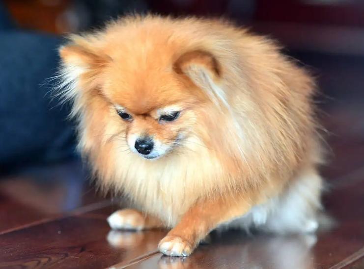 不要对狗狗做的动作,不要对宠物做的事