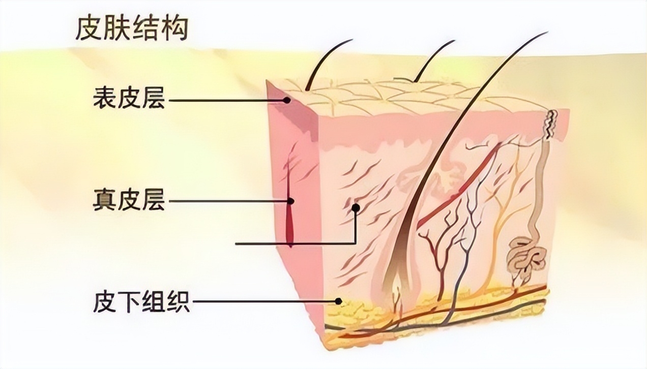 身上长好多小红点是什么疾病,身体出现小红点是大病的前兆