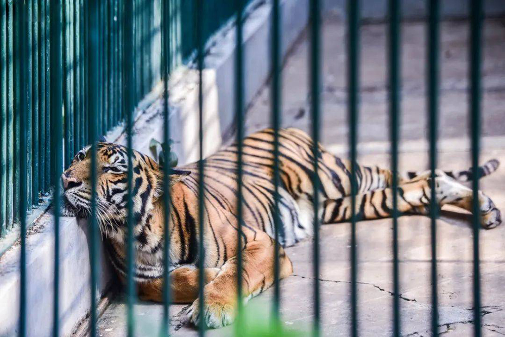 狮虎大战老虎被英国人放冷枪,三打一老虎打狮子