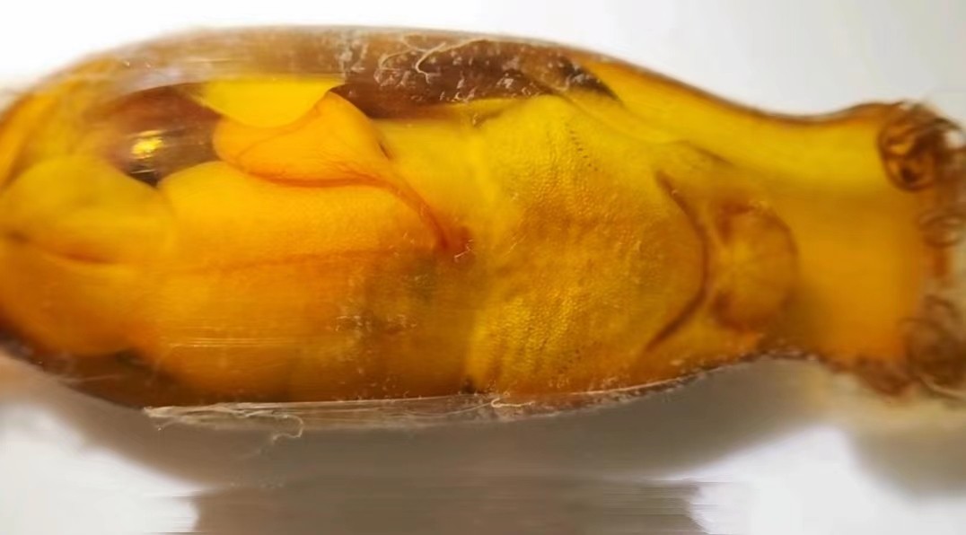 虎鲨孵化全过程,梅花鲨产卵还是产仔