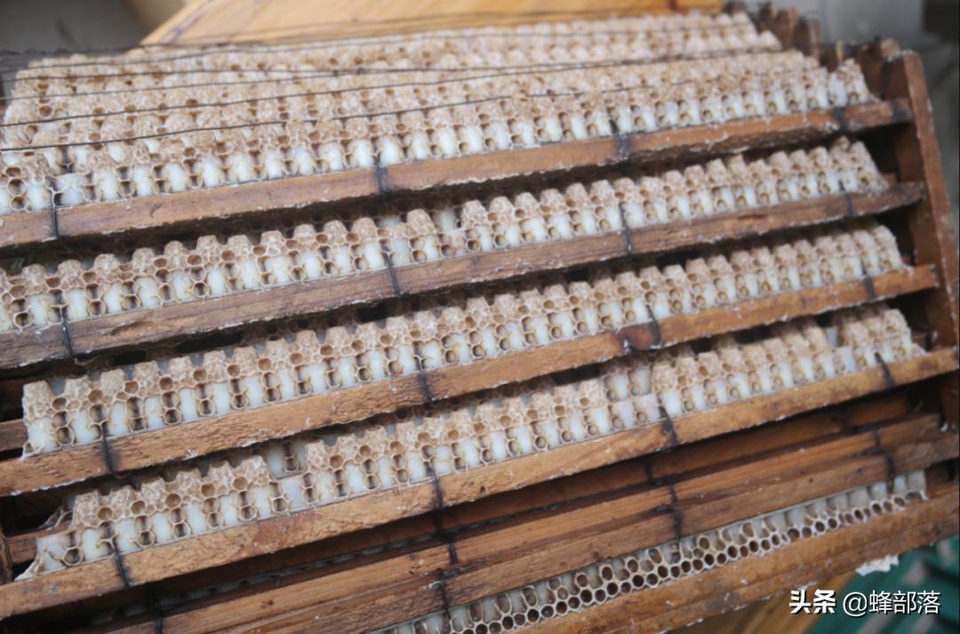 蜜蜂养殖如何上继箱,繁殖蜜蜂用高箱好吗