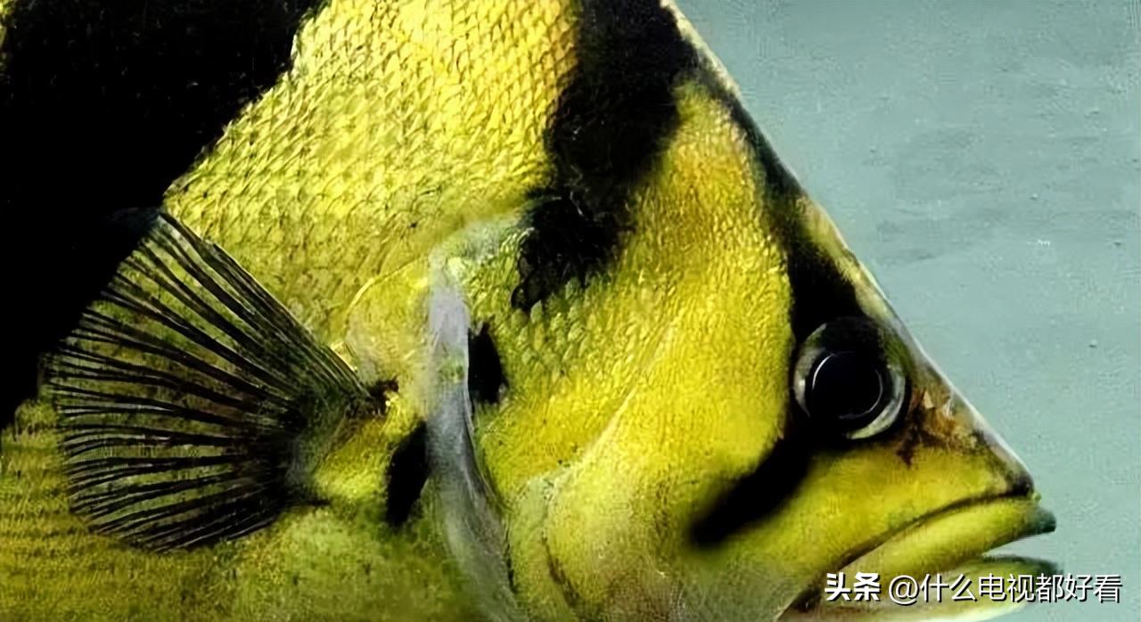 虎鱼从小饲养的正确方法,饲养虎鱼有哪些注意事项