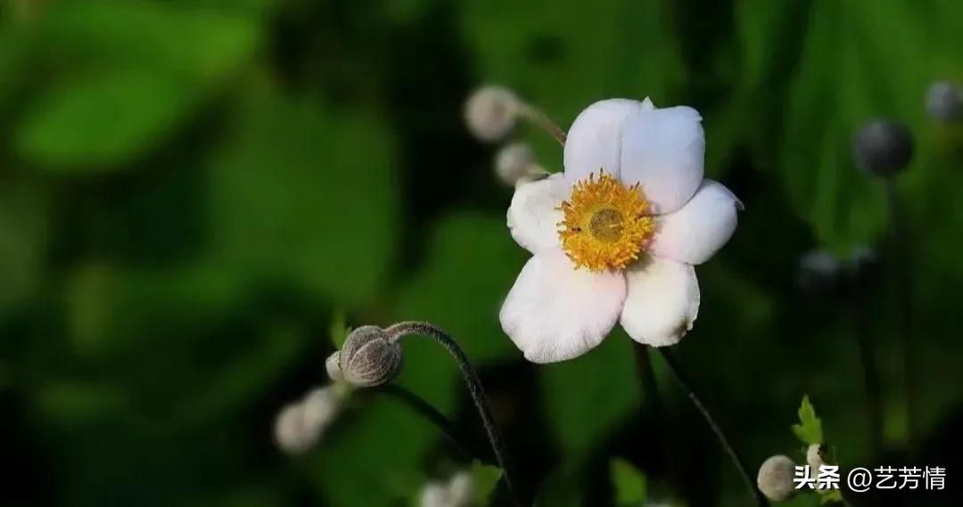 三分野:剩一分它，留给那个值得的人