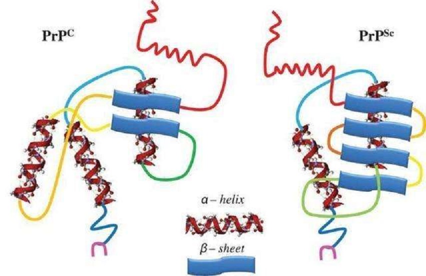 朊病毒大爆发可能性,朊病毒是不是致死率最高的病毒