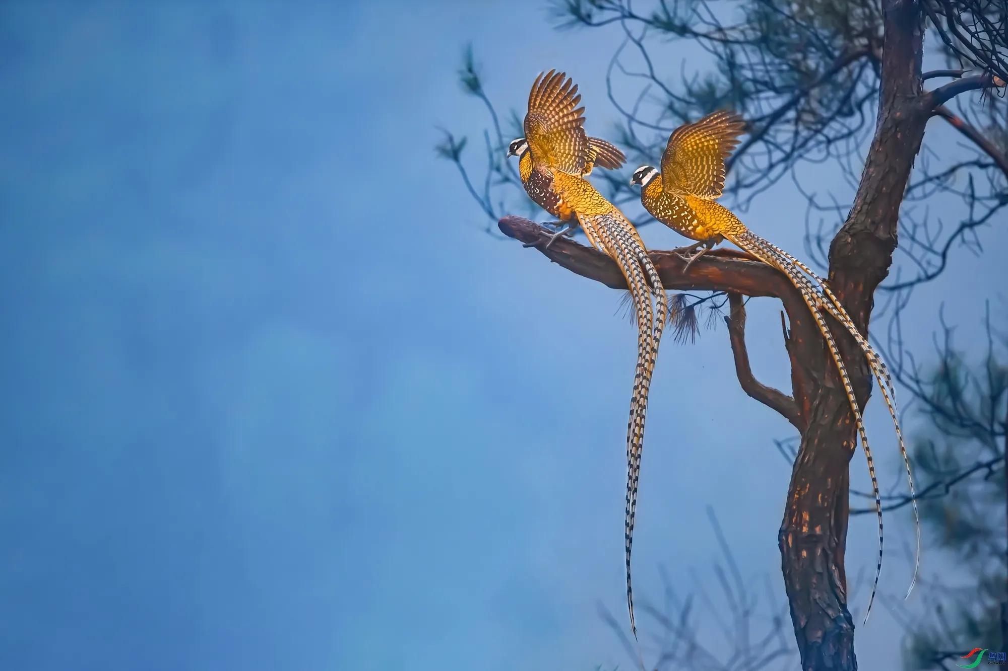 翔鸾翥凤的解释,翔鸾翥凤是什么意思
