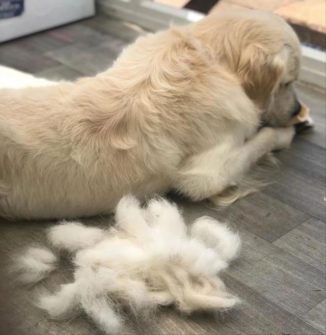 哪些狗掉毛少聪明还好养,狗类掉毛排行榜