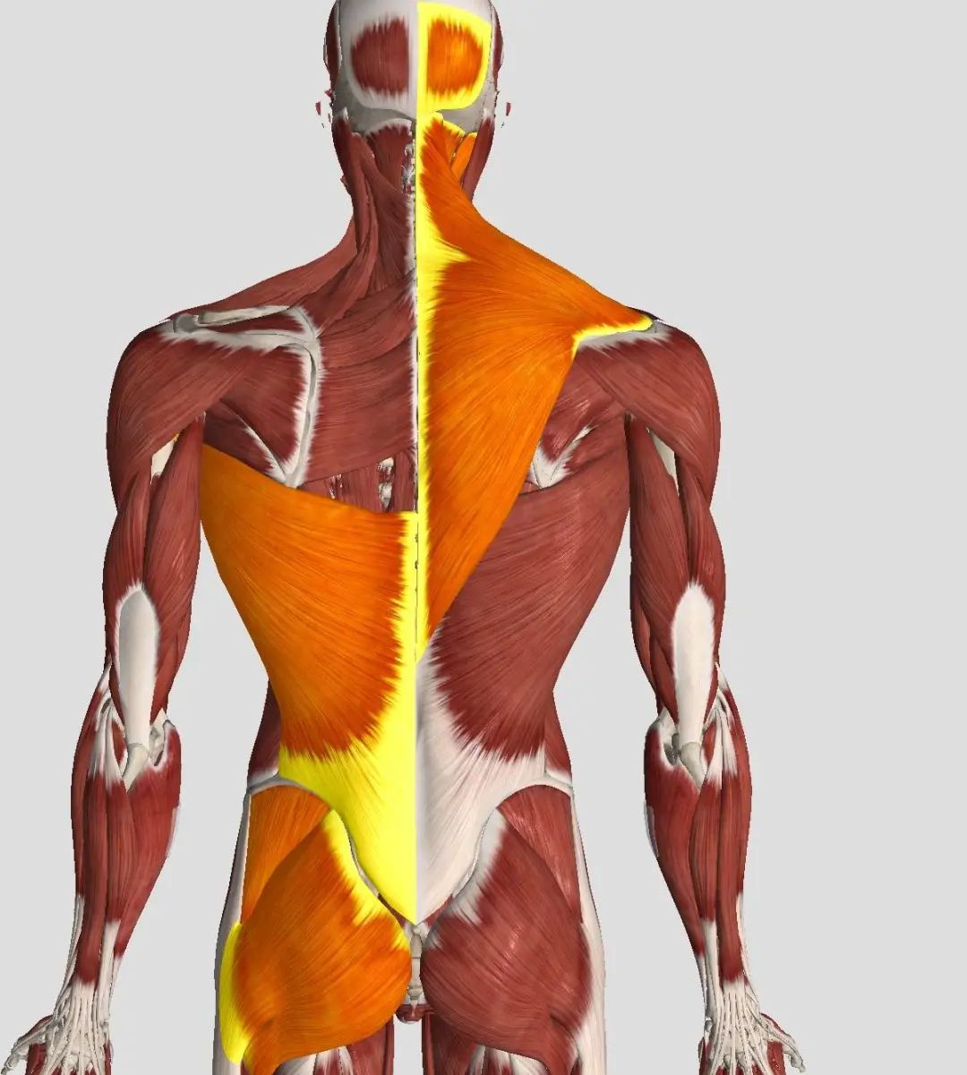 半边腰痛的最快治疗方法,常见腰痛的原因及自我治疗