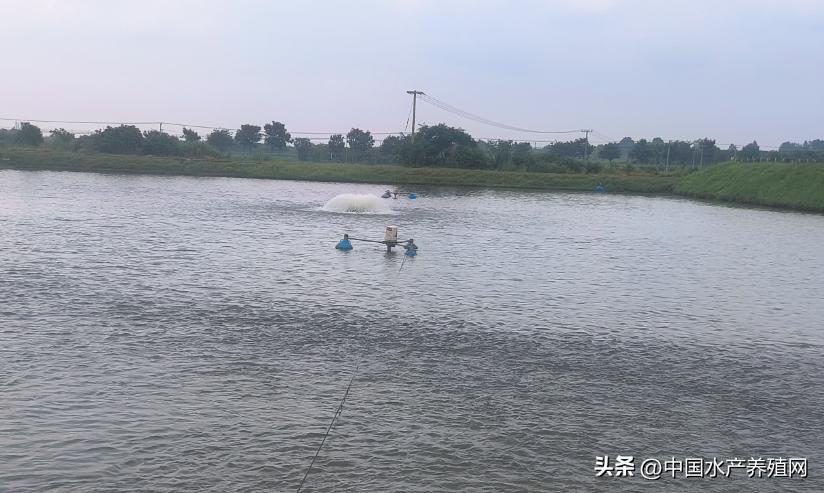 饲料不断涨价养殖户何去何从,最近饲料厂涨价有什么应对措施
